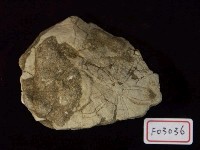 藏品(海膽化石)的圖片